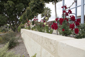 Limestone Retaining Wall and Roses